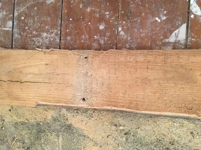 images/wood-worm/slider/wood-worm-1-kireth-ai.jpeg